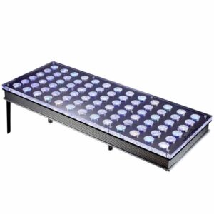 Atlantik iCon LED Light Fixture