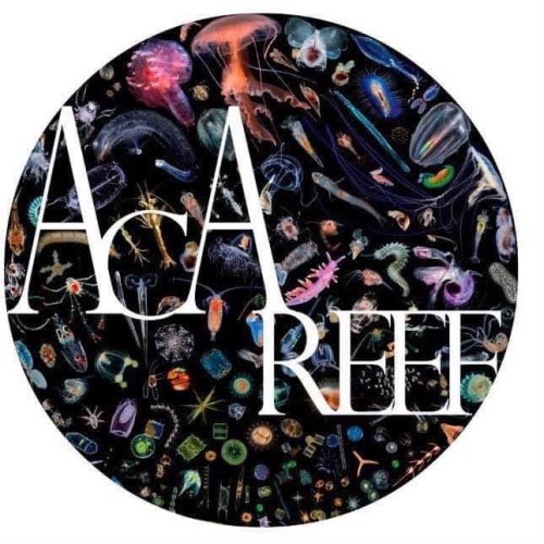 acareef